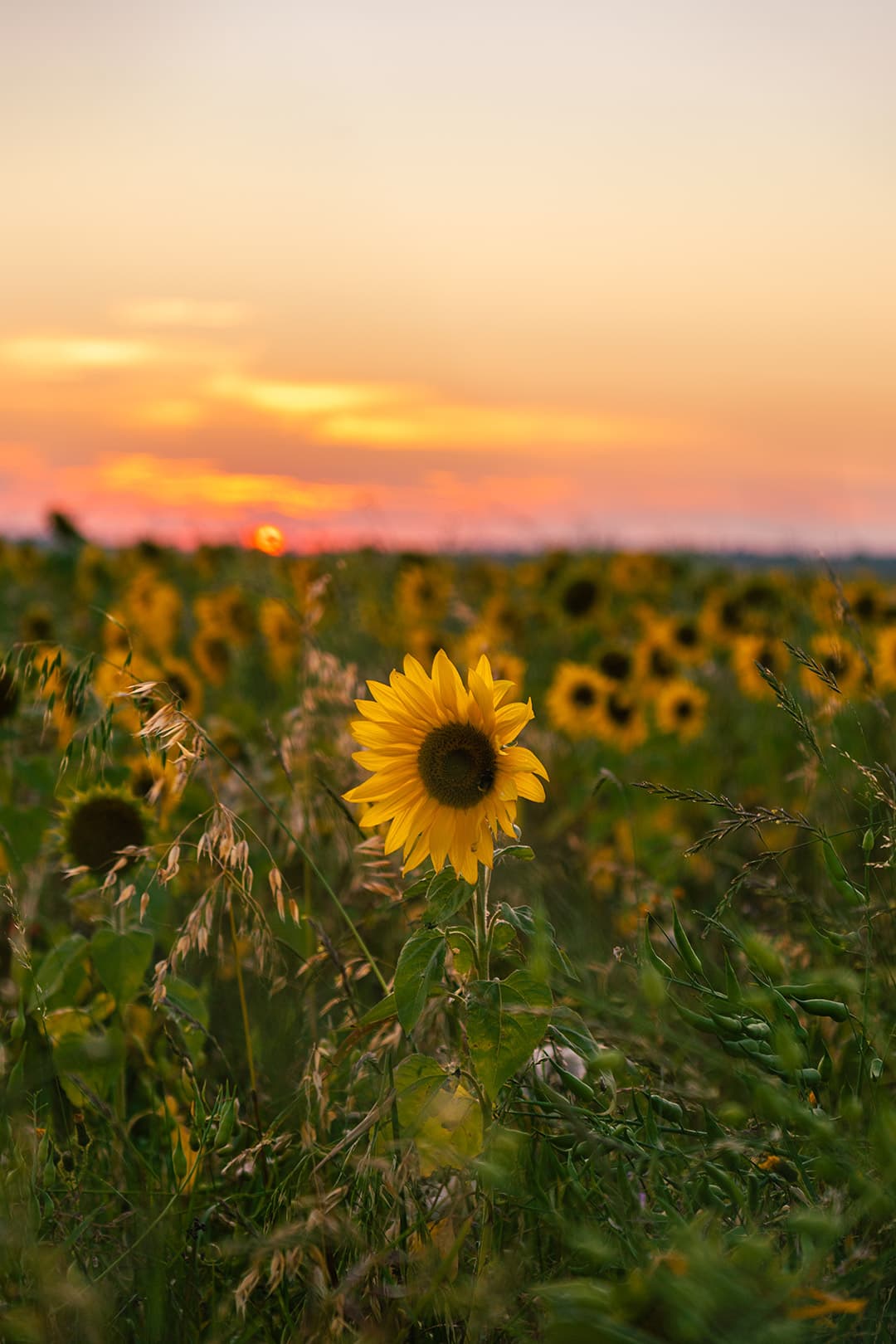 The Lone Sunflower